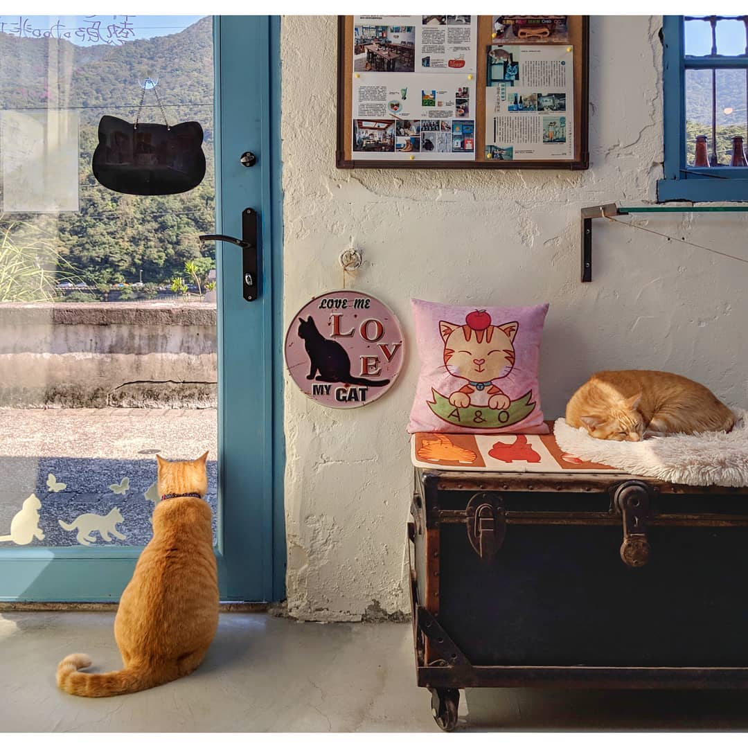 【猴硐猫村】100匹以上の猫が暮らす村！猴硐でかわいい猫に癒されよう！