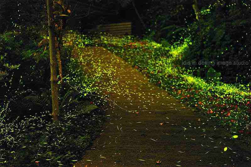 【日月潭ホタル】20種類のホタルが生息する自然豊かな観光地！初夏の日月潭でホタルを見よう！