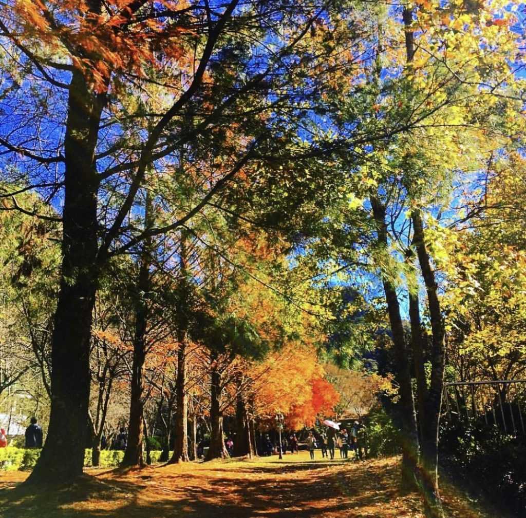 【南投観光】人気スポットランキング！自然豊かな南投県の魅力を紹介