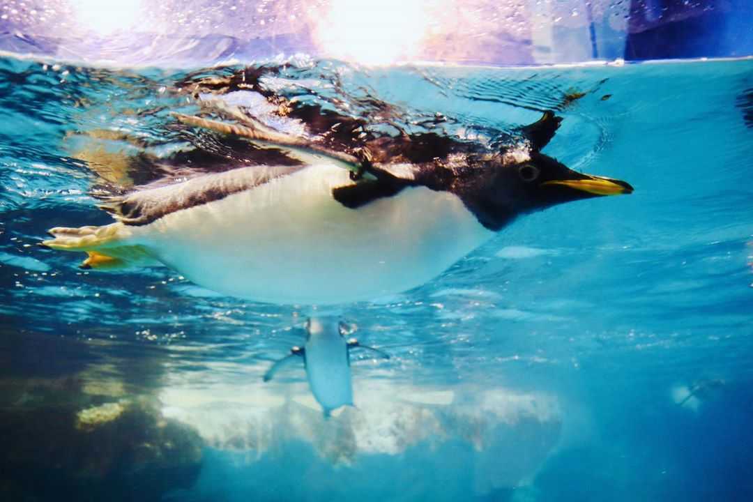 【台湾水族館】台湾にある水族館8か所を大紹介！台湾の水族館に行こう！