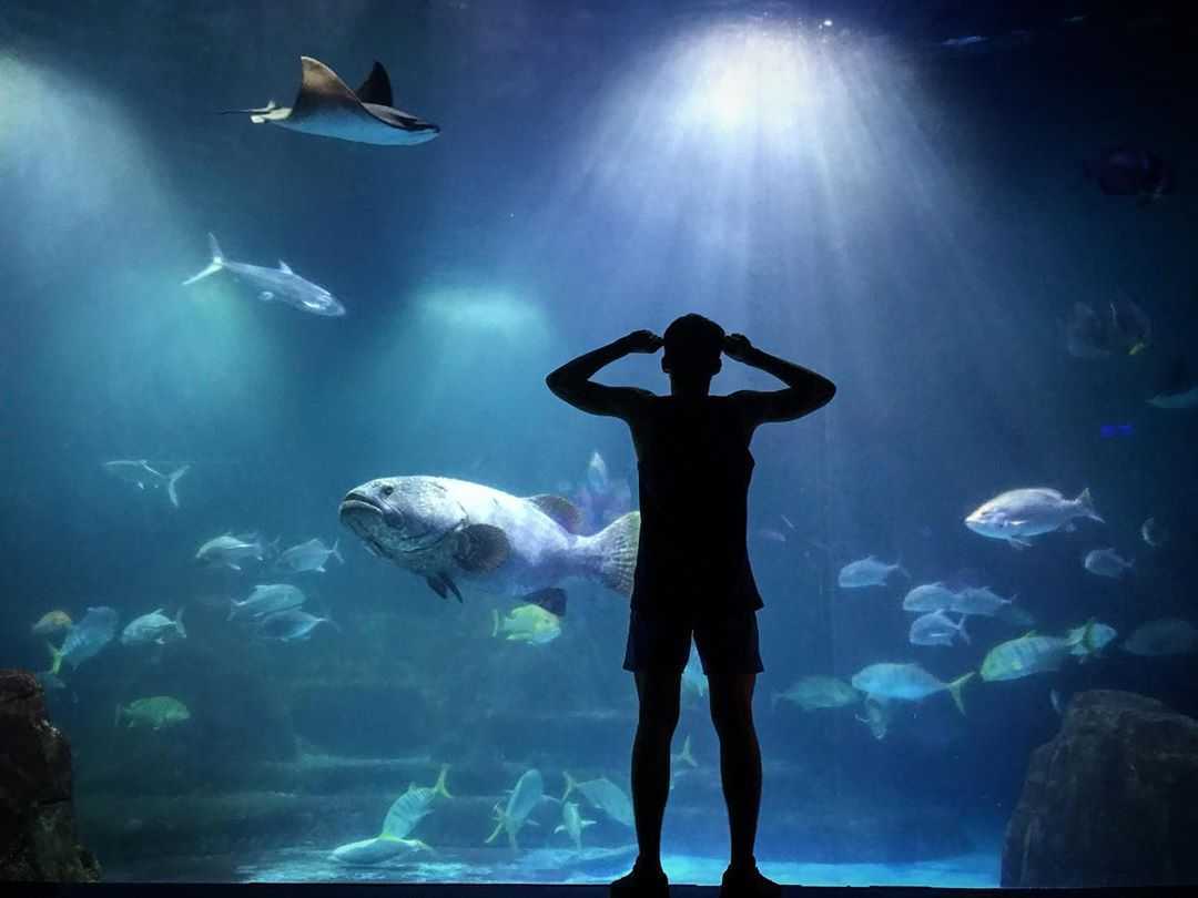 【台湾水族館】台湾にある水族館8か所を大紹介！台湾の水族館に行こう！