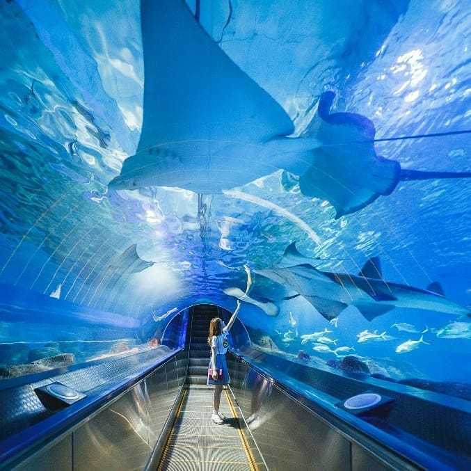 花蓮遠雄海洋公園|水族館エリア 【花蓮観光】遠雄海洋公園の見どころ・アクセス・チケット完全ガイド|水族館&遊園地で1日満喫