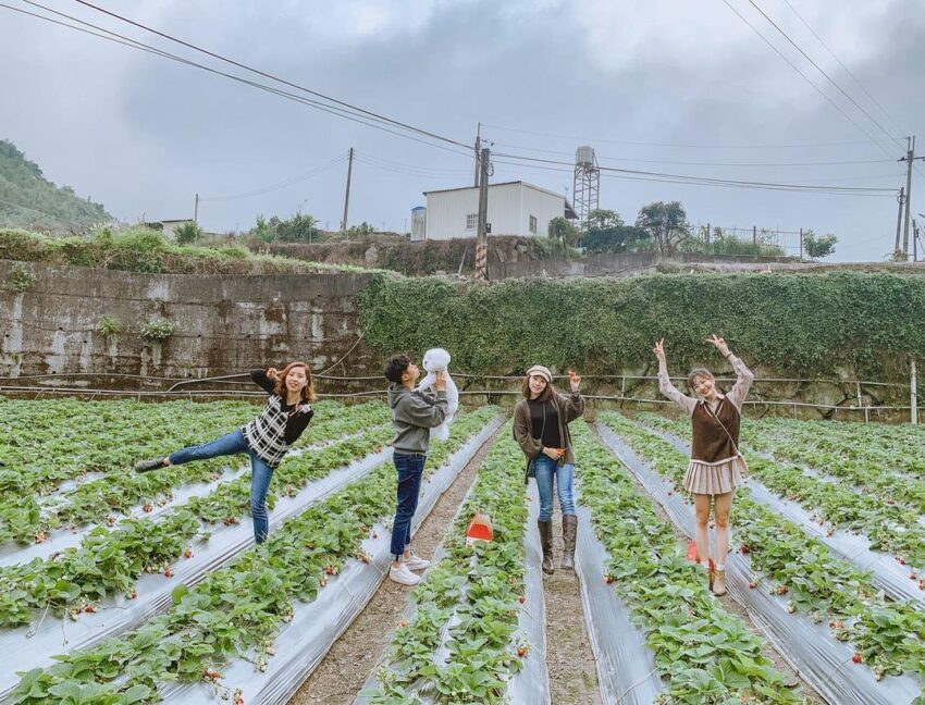 2025【台湾いちご狩り】台湾のいちごの産地、苗栗縣の大湖でいちご狩り!台北近郊のスポットも紹介 2025【台湾いちご狩り】台湾のいちごの産地、苗栗縣の大湖でいちご狩り!台北近郊のスポットも紹介
