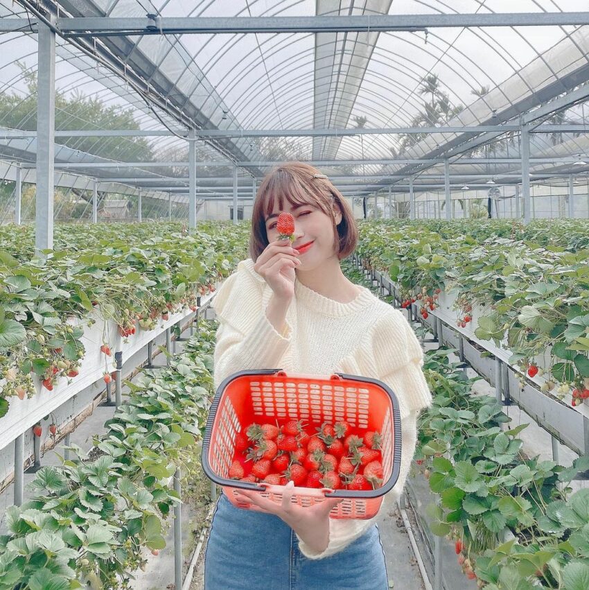 2025【台湾いちご狩り】台湾のいちごの産地、苗栗縣の大湖でいちご狩り!台北近郊のスポットも紹介 2025【台湾いちご狩り】台湾のいちごの産地、苗栗縣の大湖でいちご狩り!台北近郊のスポットも紹介