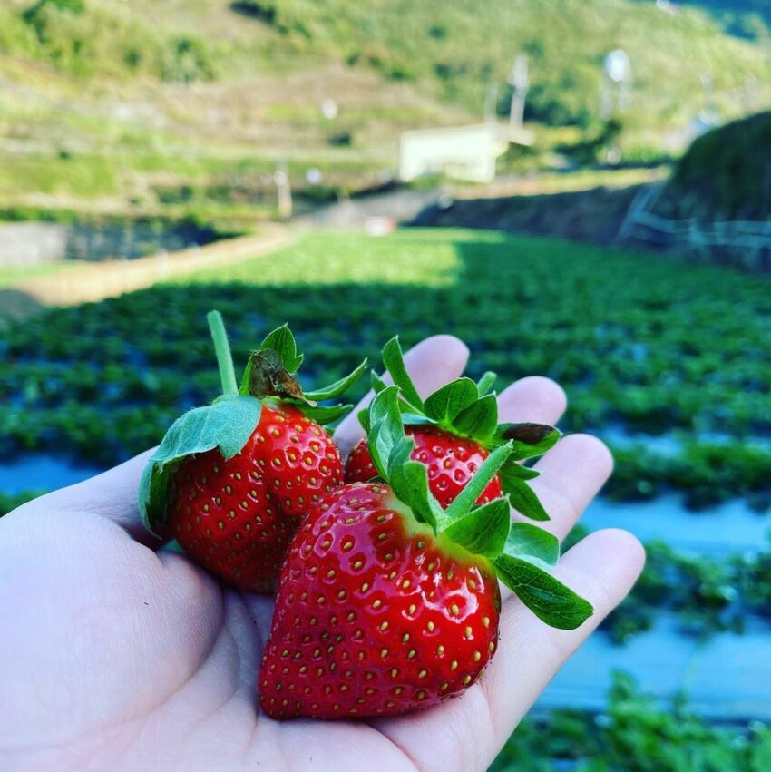 2025【台湾いちご狩り】台湾のいちごの産地、苗栗縣の大湖でいちご狩り!台北近郊のスポットも紹介 2025【台湾いちご狩り】台湾のいちごの産地、苗栗縣の大湖でいちご狩り!台北近郊のスポットも紹介