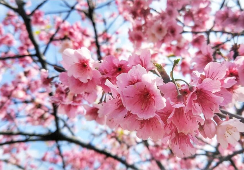 台湾の桜 2026年【台湾でお花見】1月から咲く!台湾の桜、絶景スポットを紹介|季節の花が楽しめるイベント・観賞時期も公開中