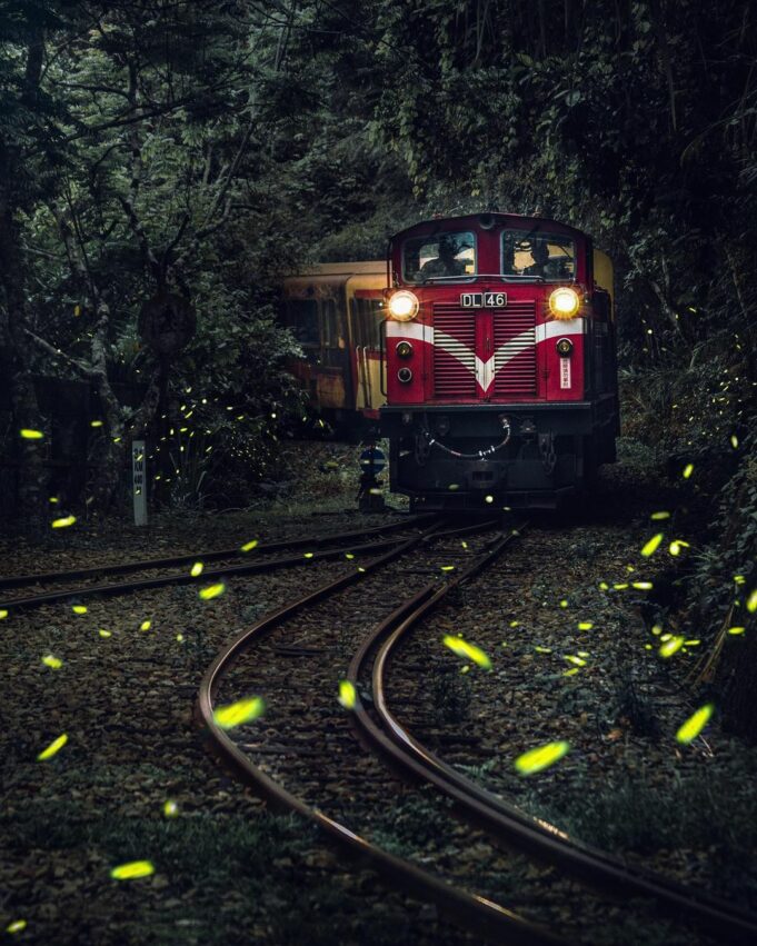 【阿里山ホタル】台湾随一のホタルの生息地！阿里山でホタルが生み出す絶景を見よう！