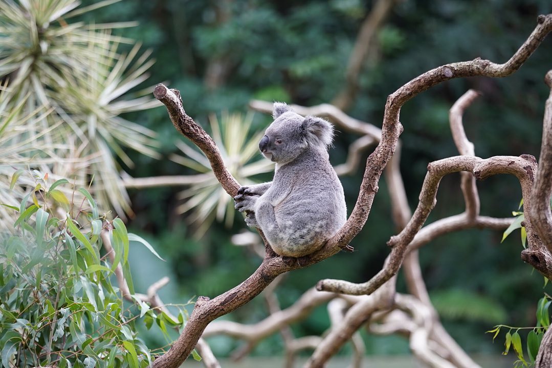 【台北市立動物園】4頭のパンダに会える!台北市立動物園の人気者たちに会いに行こう! 【台北市立動物園】4頭のパンダに会える!台北市立動物園の人気者たちに会いに行こう!