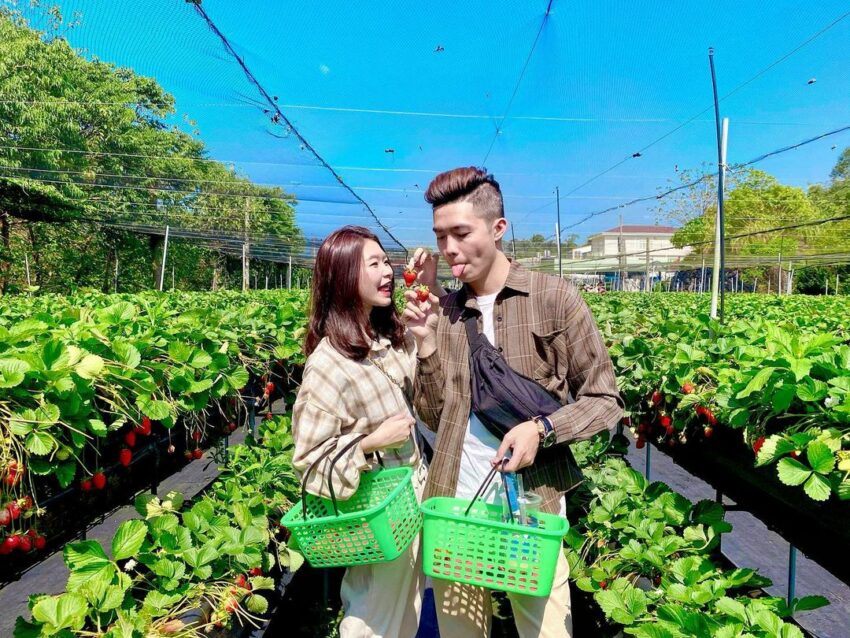 2025【台湾いちご狩り】台湾のいちごの産地、苗栗縣の大湖でいちご狩り!台北近郊のスポットも紹介 2025【台湾いちご狩り】台湾のいちごの産地、苗栗縣の大湖でいちご狩り!台北近郊のスポットも紹介