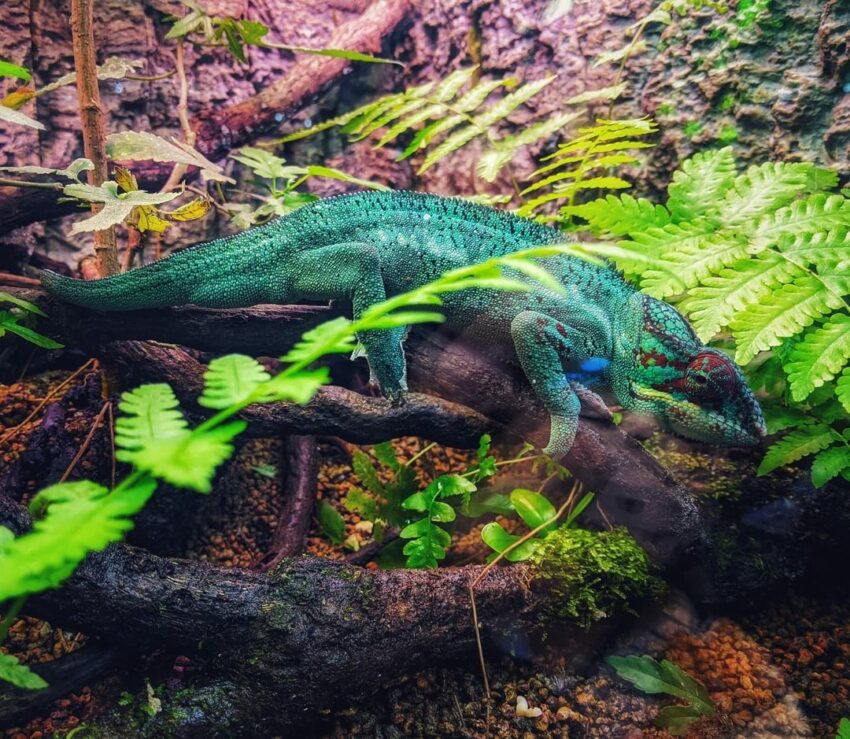 【台北市立動物園】台湾で3頭のパンダに会える！台北市立動物園の見どころやアクセスを徹底解説！
