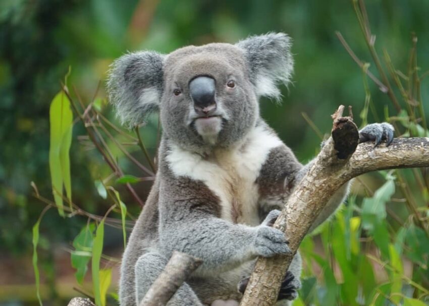 【台北市立動物園】台湾で3頭のパンダに会える！台北市立動物園の見どころやアクセスを徹底解説！