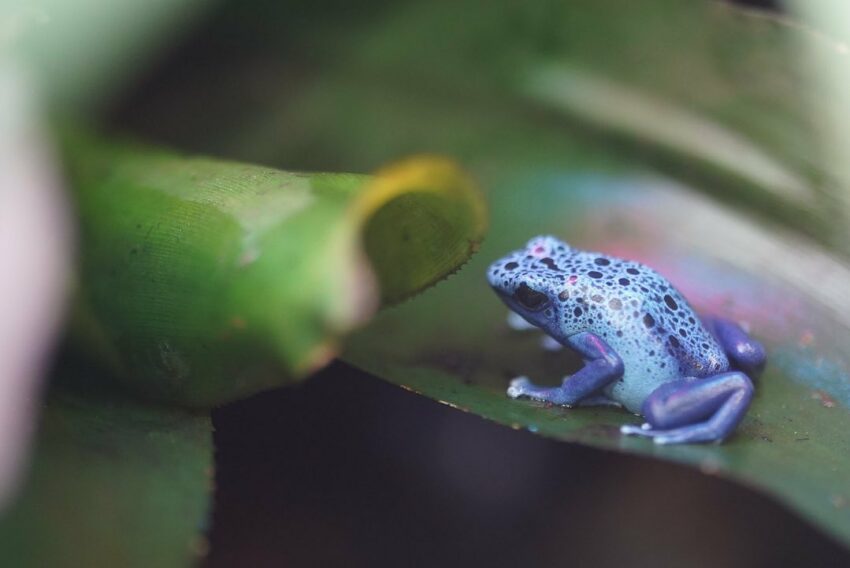 【台北市立動物園】台湾で3頭のパンダに会える！台北市立動物園の見どころやアクセスを徹底解説！