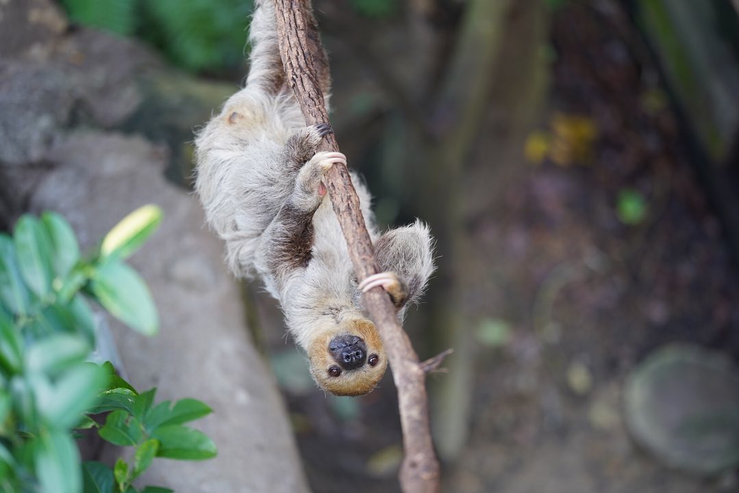 【台北市立動物園】4頭のパンダに会える!台北市立動物園の人気者たちに会いに行こう! 【台北市立動物園】4頭のパンダに会える!台北市立動物園の人気者たちに会いに行こう!