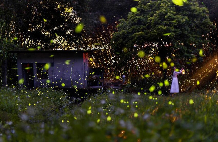 【日月潭ホタル】20種類のホタルが生息する自然豊かな観光地！初夏の日月潭でホタルを見よう！