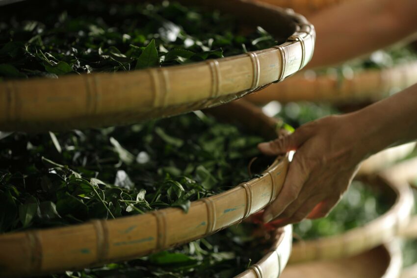 2026年【遊山茶訪】台北でタピオカミルクティー作り体験！予約方法やアクセス、お土産にぴったりの台湾茶まで大紹介！