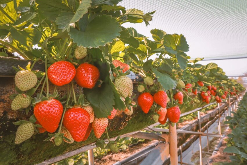 2025【台湾いちご狩り】台湾のいちごの産地、苗栗縣の大湖でいちご狩り!台北近郊のスポットも紹介 2025【台湾いちご狩り】台湾のいちごの産地、苗栗縣の大湖でいちご狩り!台北近郊のスポットも紹介