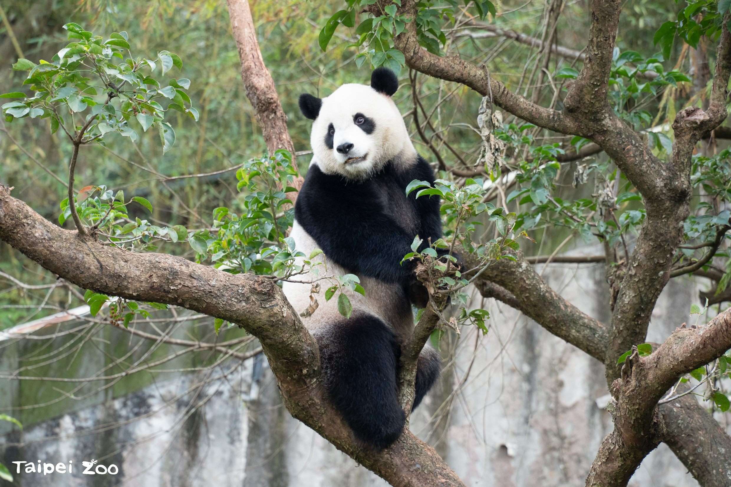 【台北市立動物園】4頭のパンダに会える!台北市立動物園の人気者たちに会いに行こう! 【台北市立動物園】4頭のパンダに会える!台北市立動物園の人気者たちに会いに行こう!
