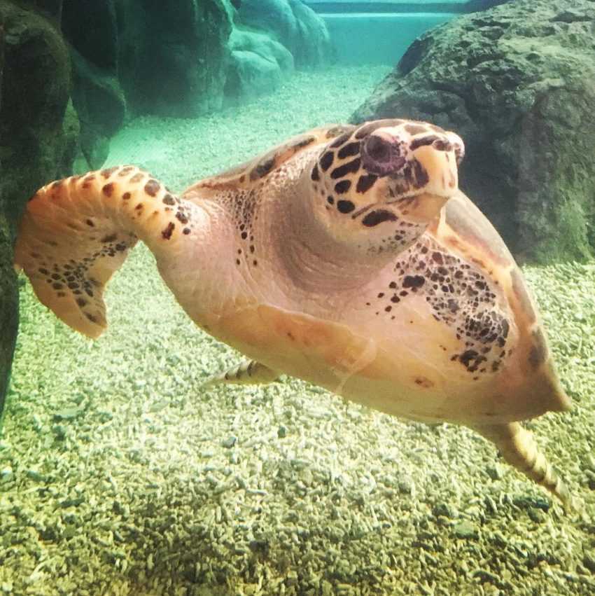 【澎湖水族館】台灣離島唯一的「澎湖水族館」海洋生態一日遊、門票攻略 【澎湖水族館】台灣離島唯一的「澎湖水族館」海洋生態一日遊、門票攻略