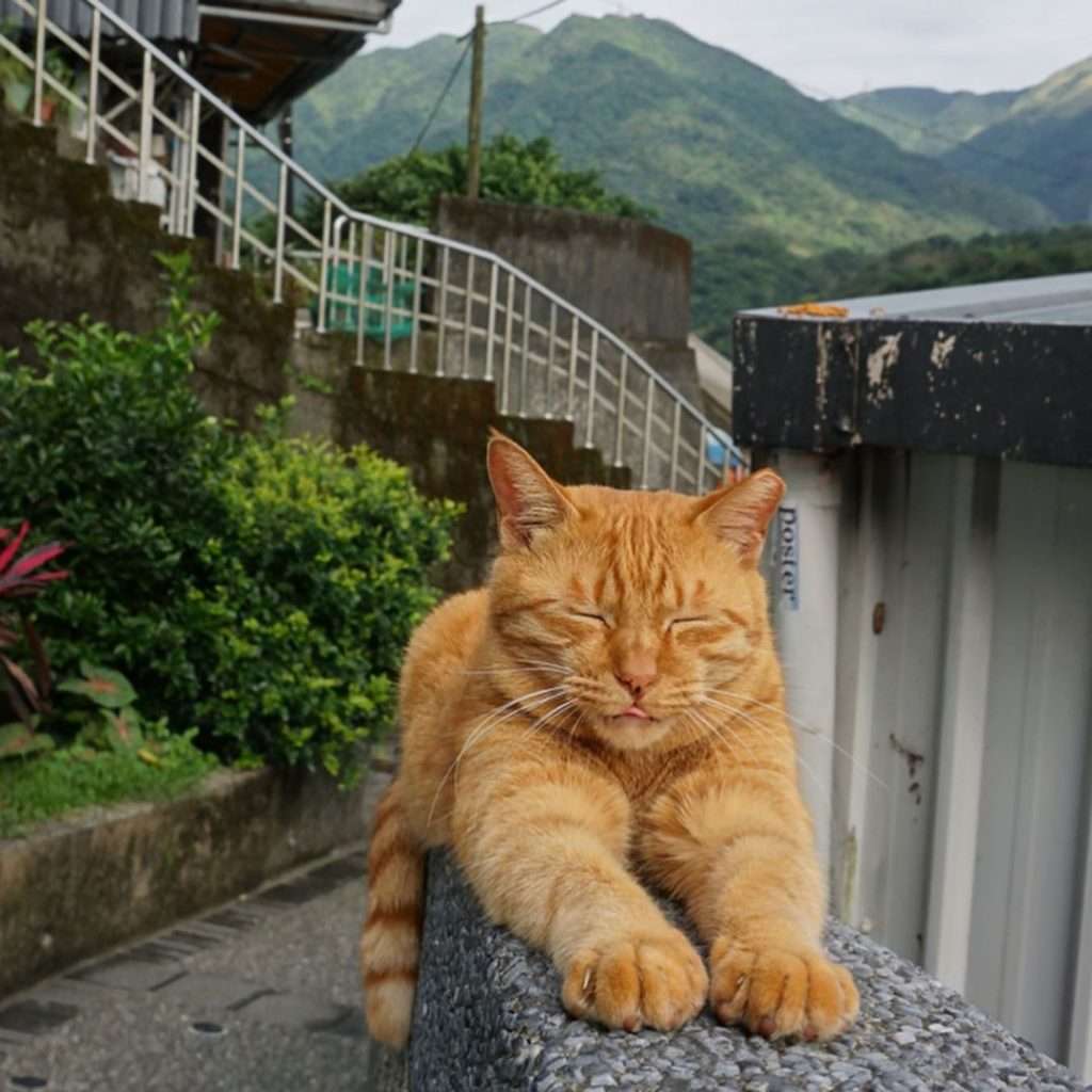 【猴硐猫村】100匹以上の猫が暮らす村！猴硐でかわいい猫に癒されよう！