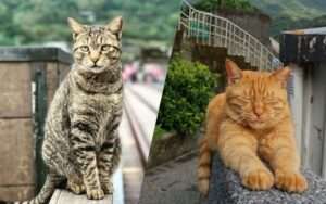 【猴硐猫村】100匹以上の猫が暮らす村！猴硐でかわいい猫に癒されよう！