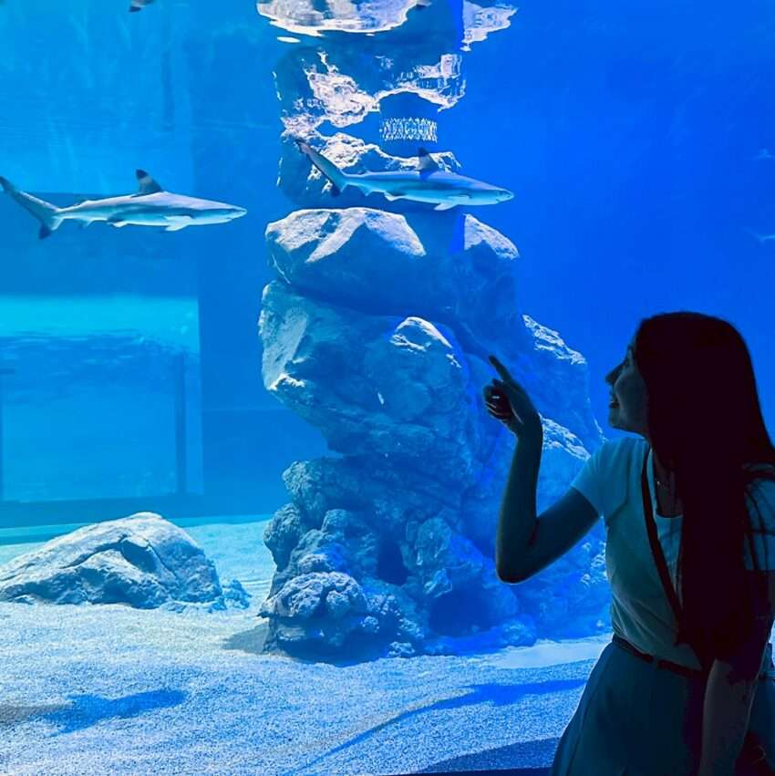 【台中海洋館】見どころやアクセスを徹底解説！2025年、新オープンの台中海洋館へ出かけよう！