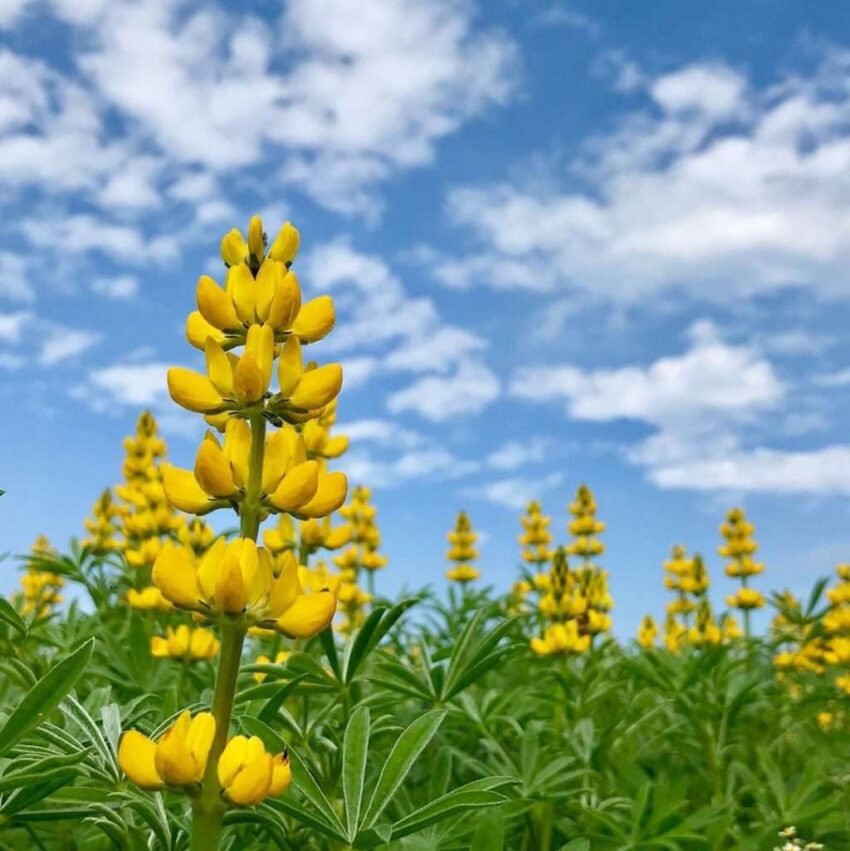 【猫空観光】絶景ロープウェイで行く天空の茶郷！台北・猫空の癒やし観光スポット7選