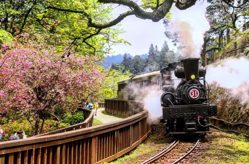 【阿里山観光周遊バス】嘉義~阿里山を観光しながら快適に移動!阿里山観光周遊バスで阿里山観光を楽しもう! 【阿里山観光周遊バス】嘉義~阿里山を観光しながら快適に移動!阿里山観光周遊バスで阿里山観光を楽しもう!