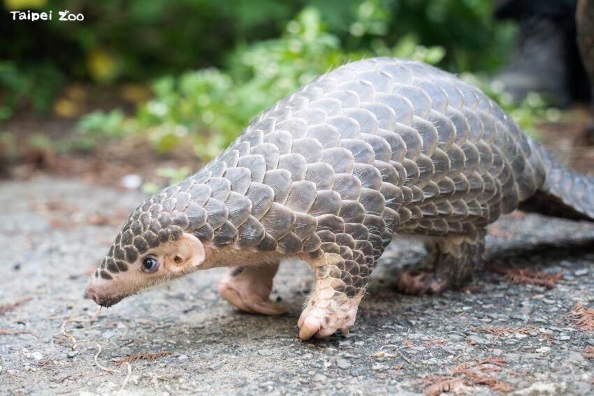 センザンコウ(穿山甲)