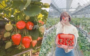 2025【台湾いちご狩り】台湾のいちごの産地、苗栗縣の大湖でいちご狩り！台北近郊のスポットも紹介