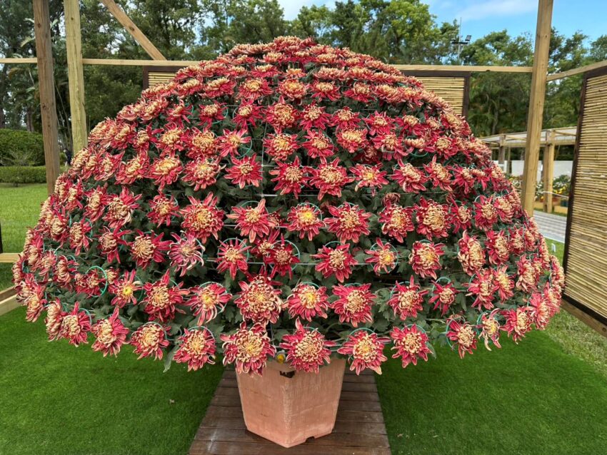 台湾の花|士林官邸 2026年【台湾でお花見】1月から咲く!台湾の桜、絶景スポットを紹介|季節の花が楽しめるイベント・観賞時期も公開中