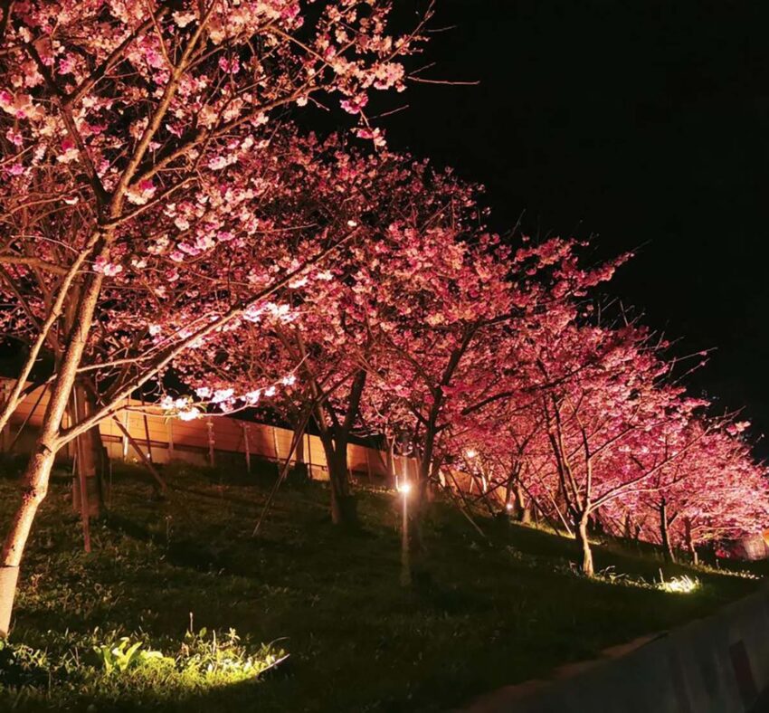 台湾の桜|內湖樂活公園 2026年【台湾でお花見】1月から咲く!台湾の桜、絶景スポットを紹介|季節の花が楽しめるイベント・観賞時期も公開中