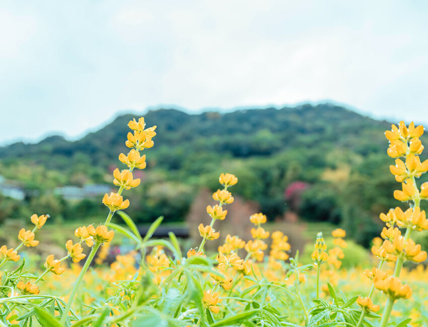 台湾の花|猫空樟樹步道 2026年【台湾でお花見】1月から咲く!台湾の桜、絶景スポットを紹介|季節の花が楽しめるイベント・観賞時期も公開中