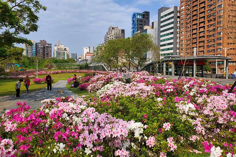 台湾の花|大安森林公園城南地區周邊 2026年【台湾でお花見】1月から咲く!台湾の桜、絶景スポットを紹介|季節の花が楽しめるイベント・観賞時期も公開中