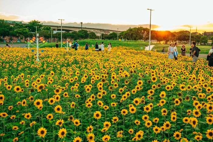 台湾の花|大佳河濱公園 2026年【台湾でお花見】1月から咲く!台湾の桜、絶景スポットを紹介|季節の花が楽しめるイベント・観賞時期も公開中