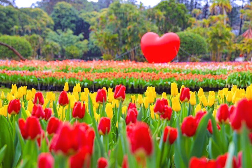 台湾の花|士林官邸 2026年【台湾でお花見】1月から咲く!台湾の桜、絶景スポットを紹介|季節の花が楽しめるイベント・観賞時期も公開中