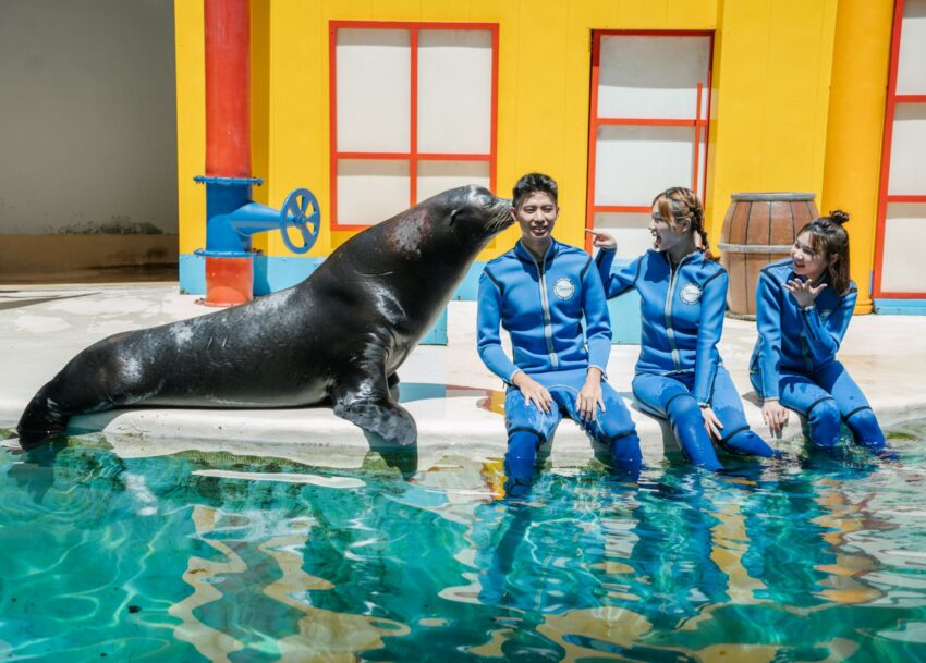 花蓮遠雄海洋公園|アシカショー 【花蓮観光】遠雄海洋公園の見どころ・アクセス・チケット完全ガイド|水族館&遊園地で1日満喫