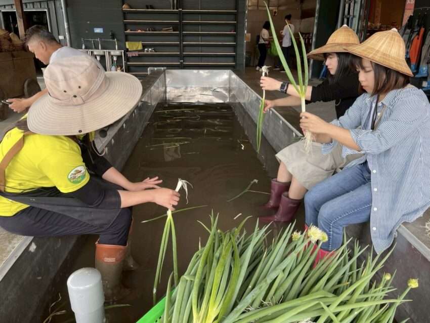 【宜蘭農業体験】宜蘭名物「三星ねぎ」の収穫ができる！ねぎパン＆蔥油餅の手作り体験も！