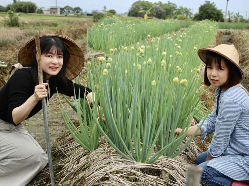 【宜蘭農業体験】宜蘭名物「三星ねぎ」の収穫ができる！ねぎパン＆蔥油餅の手作り体験も！