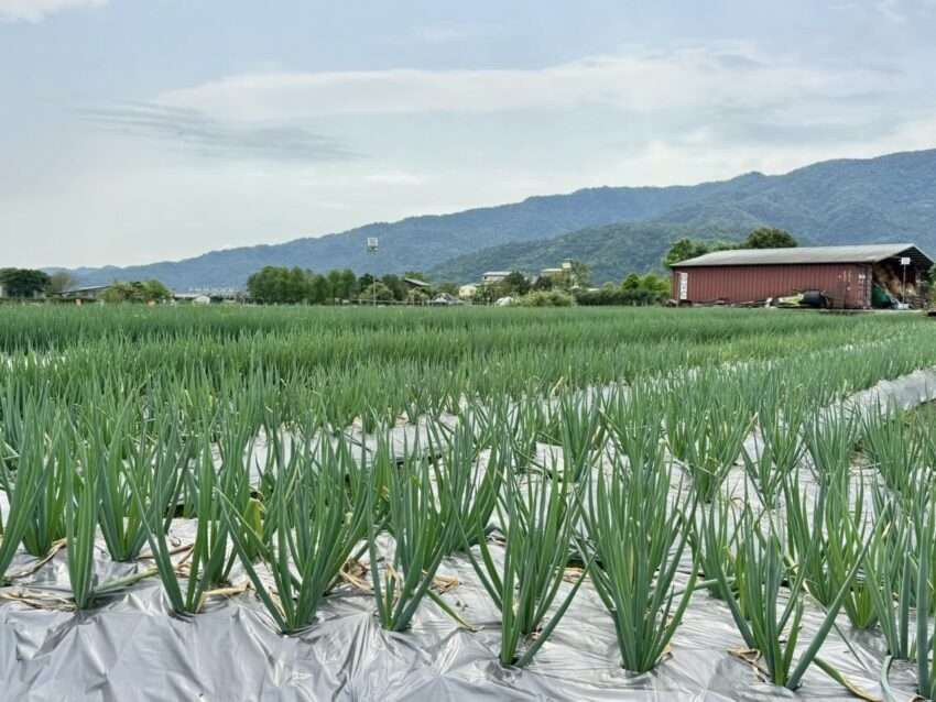 【宜蘭農業体験】宜蘭名物「三星ねぎ」の収穫ができる！ねぎパン＆蔥油餅の手作り体験も！