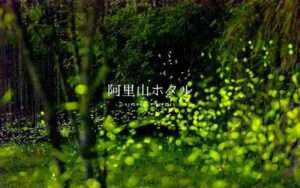 【阿里山ホタル】台湾随一のホタルの生息地！阿里山でホタルが生み出す絶景を見よう！