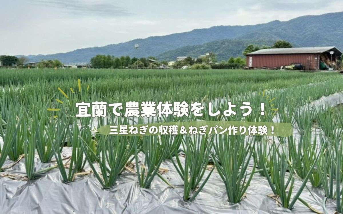 【宜蘭農業体験】宜蘭名物「三星ねぎ」の収穫ができる！ねぎパン＆蔥油餅の手作り体験も！