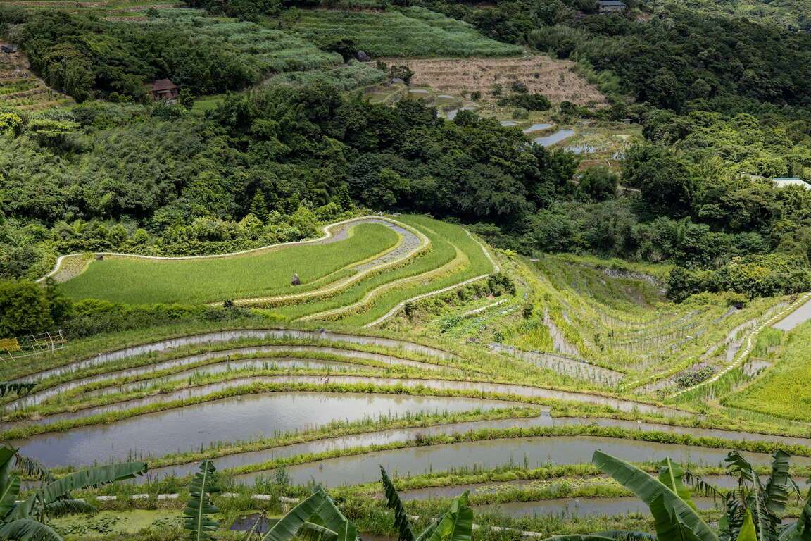 嵩山社區の棚田全景。段々畑が山の斜面に広がっている