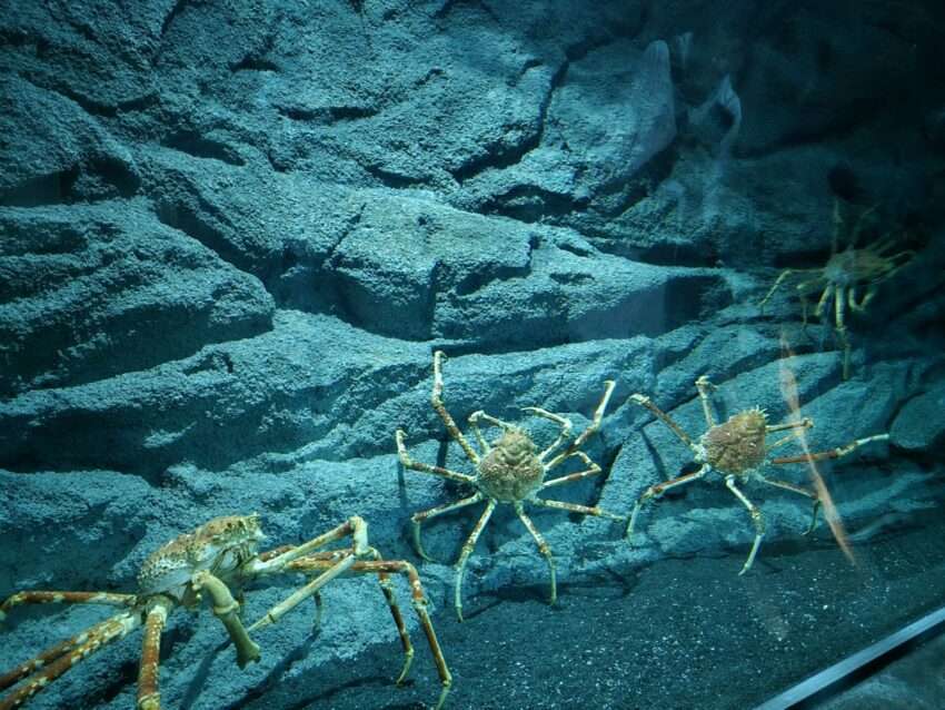 深海をテーマにしたアビス・オブ・ザ・シーの展示