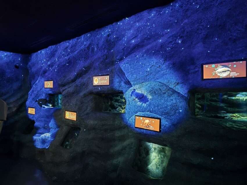 Xpark深海エリアの深海生物展示
