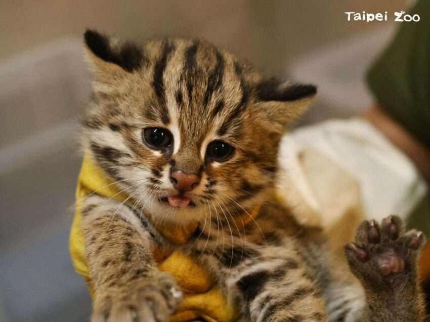 台湾動物エリアの展示。台湾固有の野生動物の姿