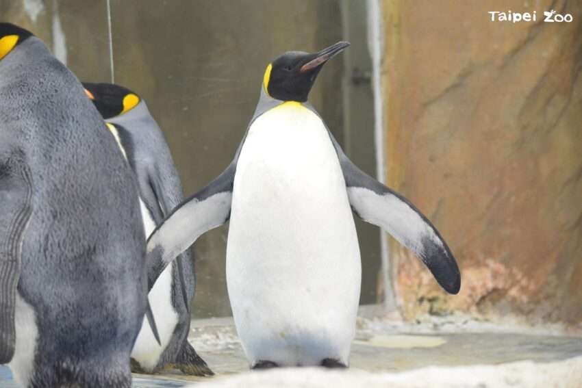 ペンギン館でキングペンギンが並んで歩く様子