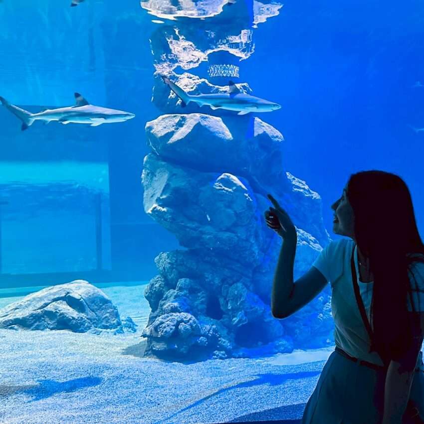 2階 サメ巡遊エリアのトンネル水槽