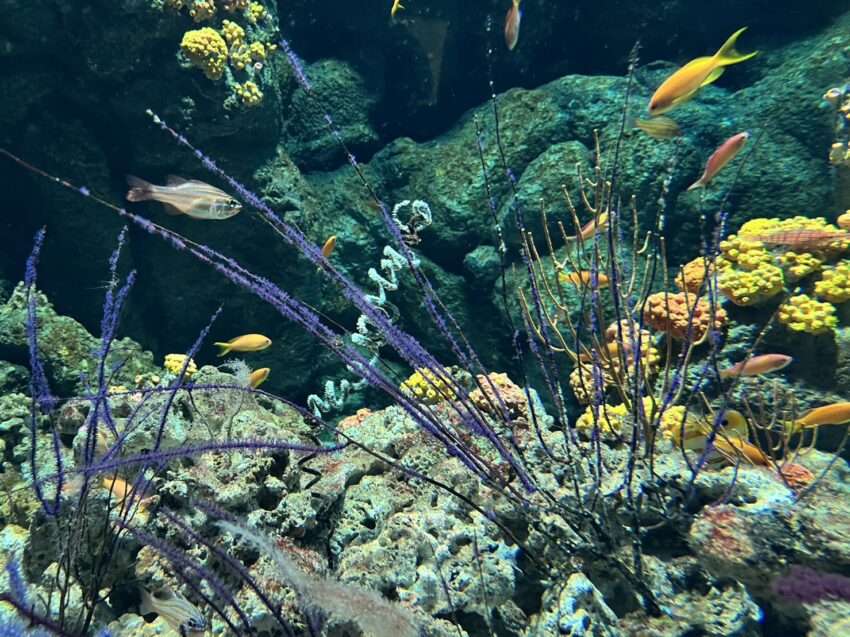 Xparkサンゴ潜行区の熱帯サンゴ礁魚種展示