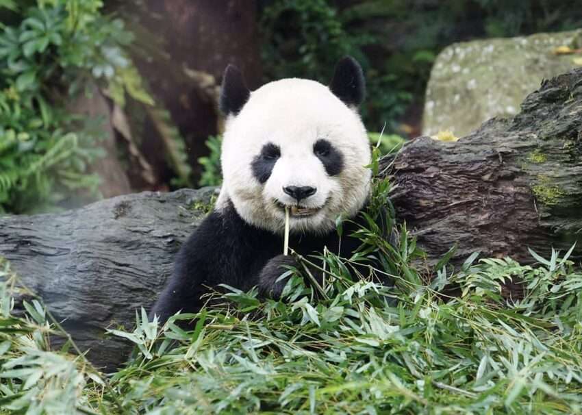 台北市立動物園のジャイアントパンダ。白黒の体毛がはっきり見える近距離からの撮影
