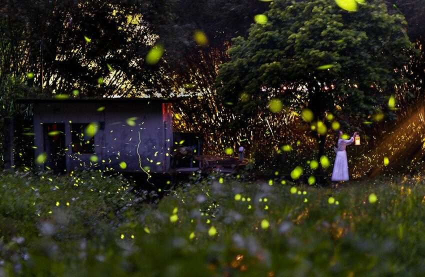 日月潭ホタル完全ガイド：初夏に輝く20種の光を追いかけて